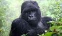 Gorilla Trekking Tour - 6 Tage